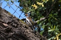Pinson des arbres-04